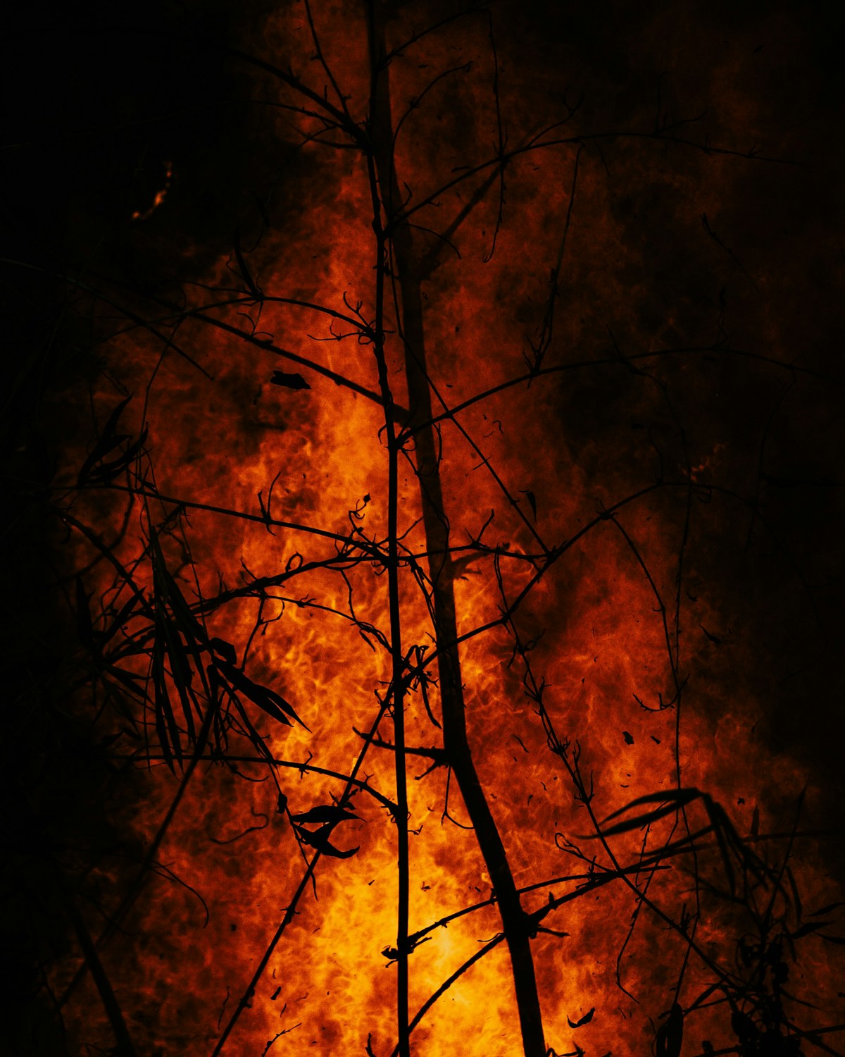 Bare branches silhouetted against the orange glow of a forest fire at night.